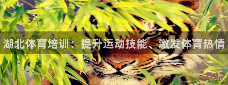 焦点娱乐开发商是谁：湖北体育培训：提升运动技能、激发