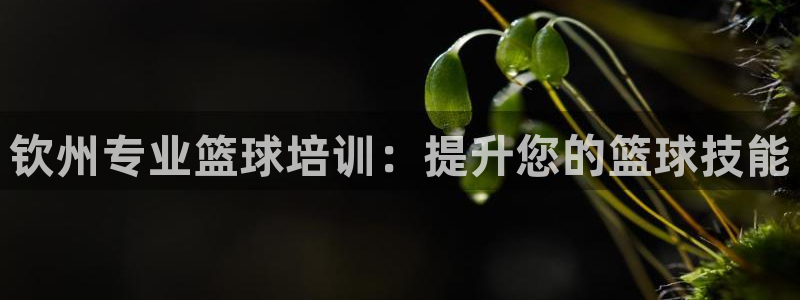 焦点娱乐官方网站下载安装手机版：钦州专业篮球培训：提