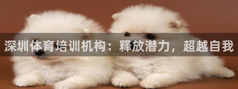 焦点娱乐挂机版下载：深圳体育培训机构：释放潜力，超越