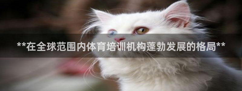 焦点娱乐平台怎么样