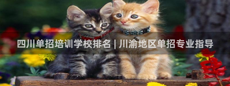 焦点娱乐议 411o31 娱乐