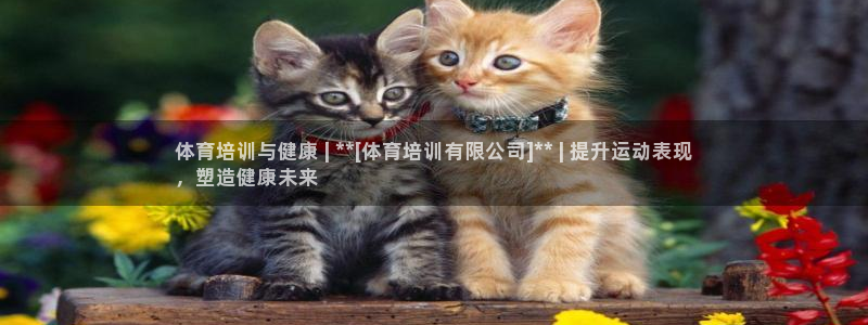 焦点娱乐是哪个公司的产品