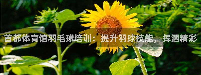 焦点娱乐平台注册账号：首都体育馆羽毛球培训：提升羽球